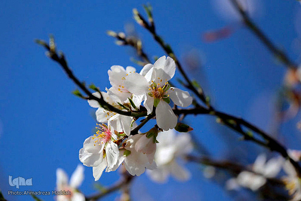 شکوفه‌های بهاری در شیراز