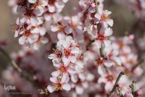 شکوفه های بهاری در بیرجند