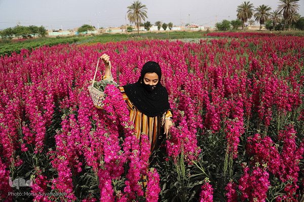 برداشت گل در حمیدیه