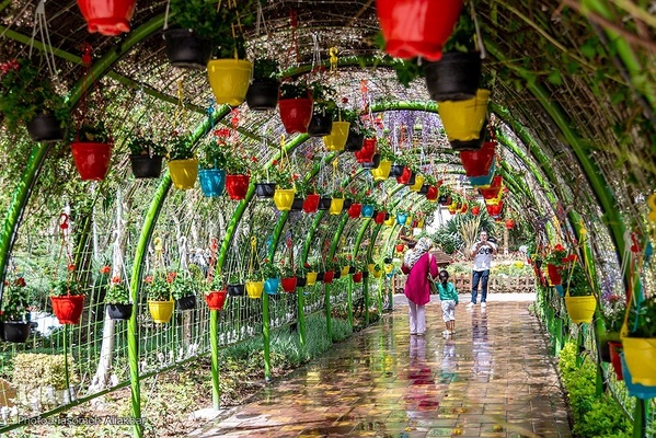هشتمین جشنواره لاله کرج‎‎