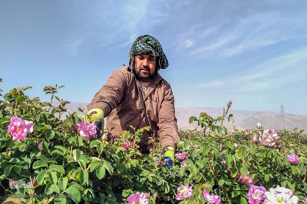 برداشت گل محمدی و گلاب گیری در میمند فارس‎‎