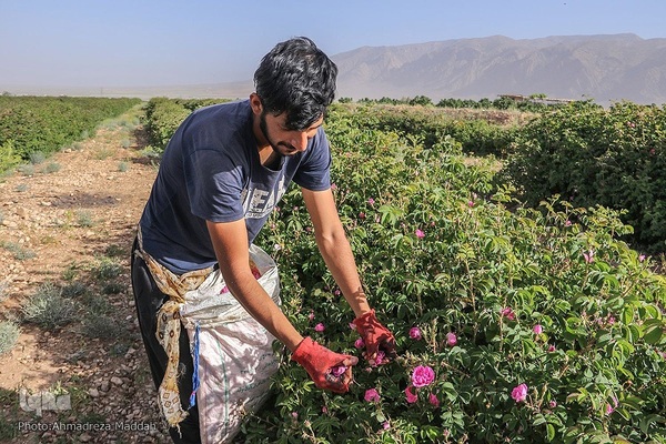 برداشت گل محمدی و گلاب گیری در میمند فارس‎‎
