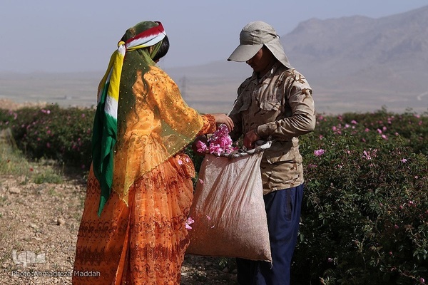برداشت گل محمدی و گلاب گیری در میمند فارس‎‎