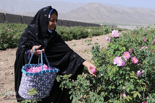 برداشت گل محمدی و گلاب گیری در میمند فارس‎‎