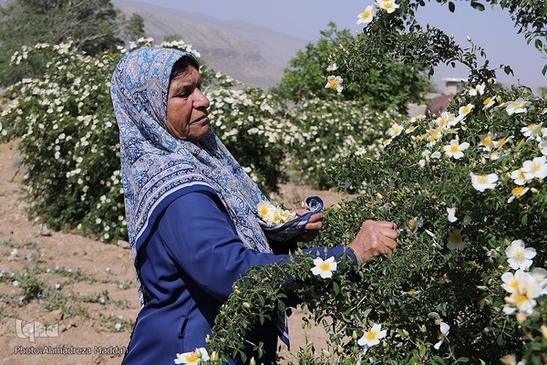 برداشت گل محمدی و گلاب گیری در میمند فارس‎‎