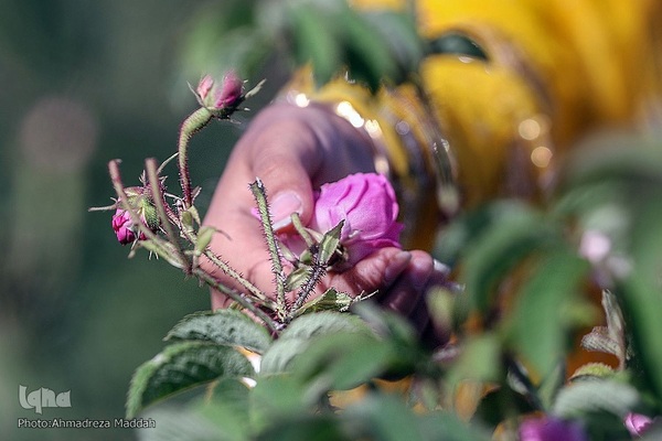 برداشت گل محمدی و گلاب گیری در میمند فارس‎‎