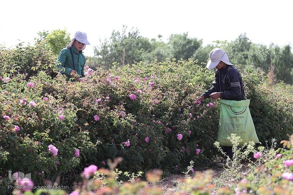 برداشت گل محمدی و گلاب گیری در میمند فارس‎‎