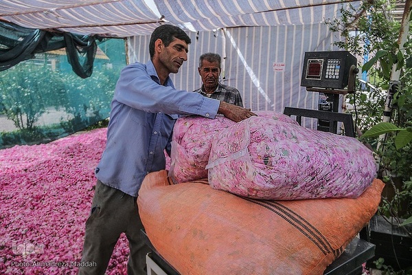 برداشت گل محمدی و گلاب گیری در میمند فارس‎‎