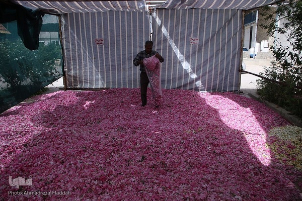 برداشت گل محمدی و گلاب گیری در میمند فارس‎‎