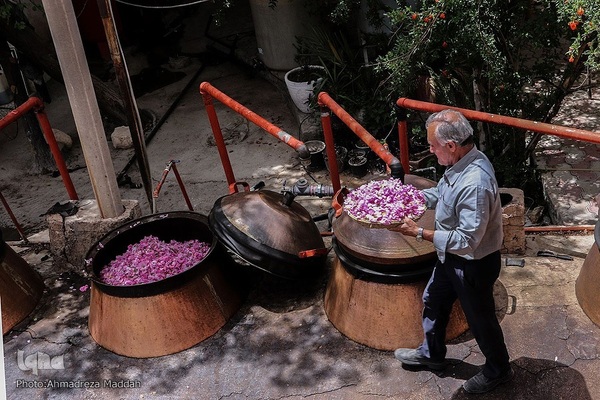برداشت گل محمدی و گلاب گیری در میمند فارس‎‎