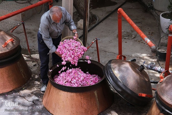 برداشت گل محمدی و گلاب گیری در میمند فارس‎‎