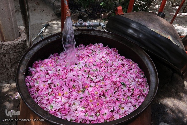 برداشت گل محمدی و گلاب گیری در میمند فارس‎‎