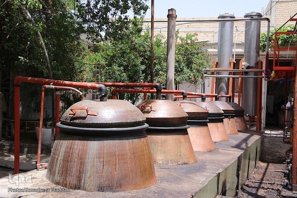 برداشت گل محمدی و گلاب گیری در میمند فارس‎‎