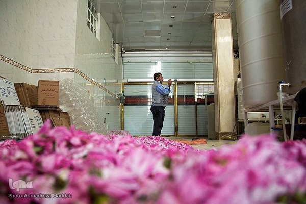 برداشت گل محمدی و گلاب گیری در میمند فارس‎‎
