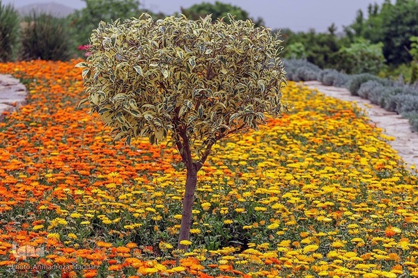 اردیبهشت در بهشت شیراز