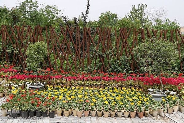 اردیبهشت در بهشت شیراز