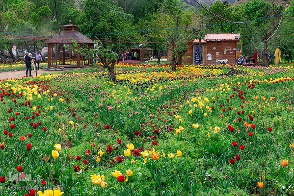جشنواره لاله‌های آسارا‎‎