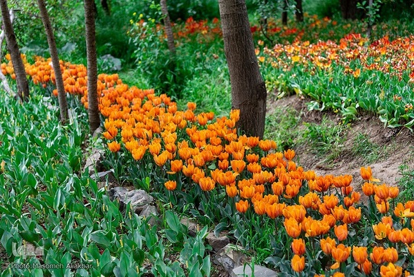 جشنواره لاله‌های آسارا‎‎