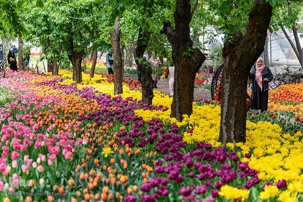 جشنواره لاله‌های آسارا‎‎