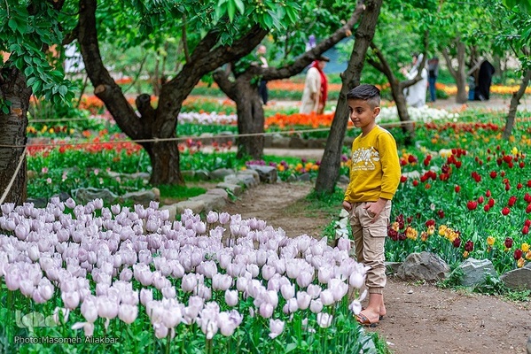 جشنواره لاله‌های آسارا‎‎