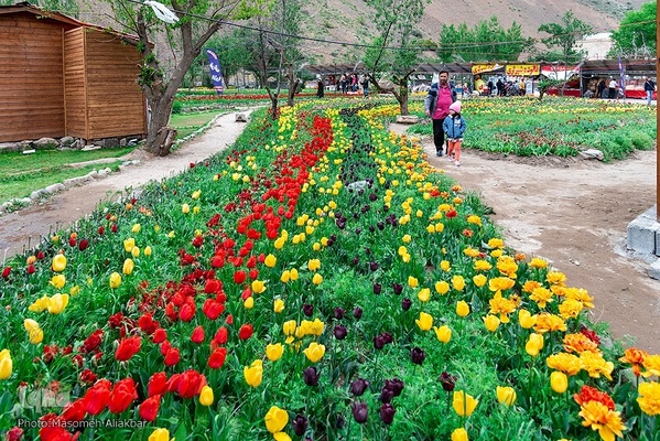 جشنواره لاله‌های آسارا‎‎