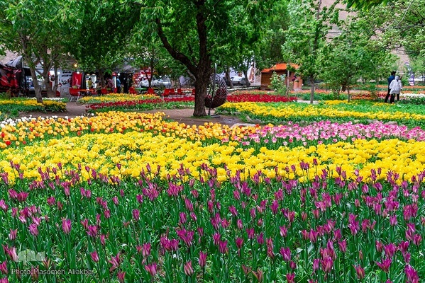 جشنواره لاله‌های آسارا‎‎