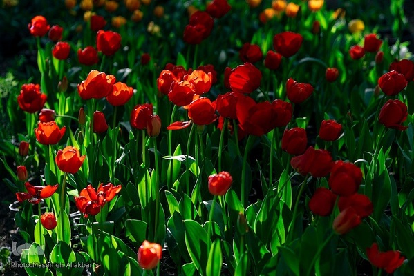 جشنواره لاله‌های آسارا‎‎