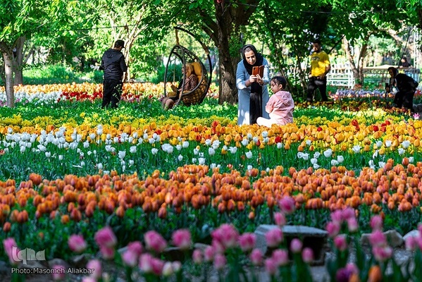 جشنواره لاله‌های آسارا‎‎