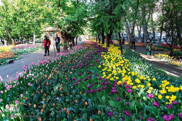 جشنواره لاله‌های آسارا‎‎