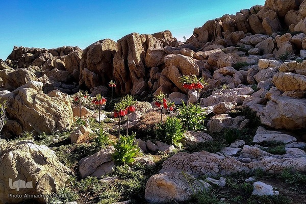 طبیعتی شگفت‌انگیز در سپیدان فارس