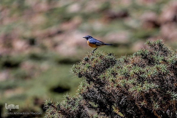 طبیعتی شگفت‌انگیز در سپیدان فارس