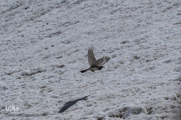 طبیعتی شگفت‌انگیز در سپیدان فارس