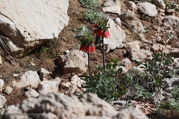 طبیعتی شگفت‌انگیز در سپیدان فارس