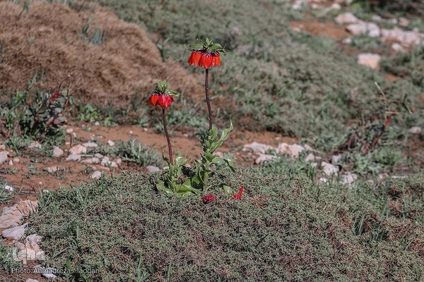 طبیعتی شگفت‌انگیز در سپیدان فارس