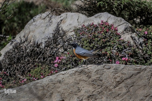 طبیعتی شگفت‌انگیز در سپیدان فارس
