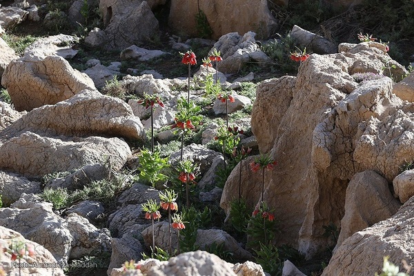 طبیعتی شگفت‌انگیز در سپیدان فارس