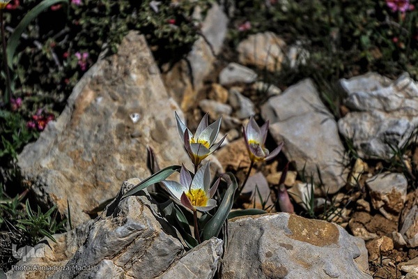 طبیعتی شگفت‌انگیز در سپیدان فارس