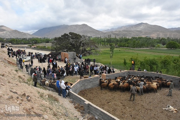 آیین سنتی «شیردوشان» در دیباج دامغان