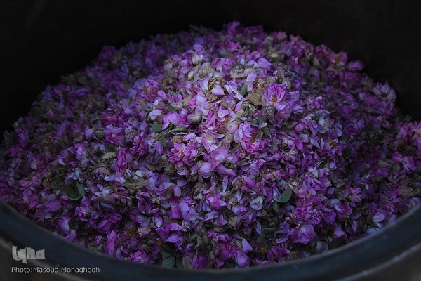 جشنواره گل محمدی در خانه تاریخی پورحسینی‌های شهر سمنان