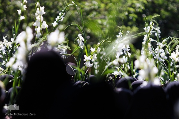 مراسم گلباران حرم مطهر رضوی در سالروز ولادت حضرت معصومه(س)