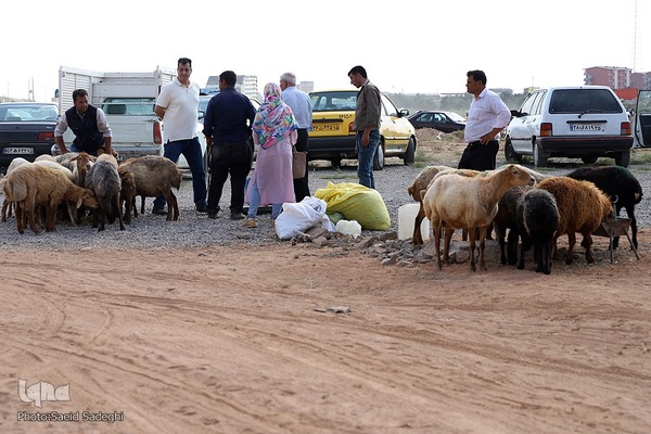 بازار خرید و فروش دام سبک و سنگین تبریز در آستانه عید سعید قربان