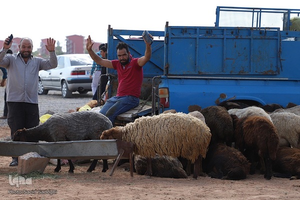 بازار خرید و فروش دام سبک و سنگین تبریز در آستانه عید سعید قربان