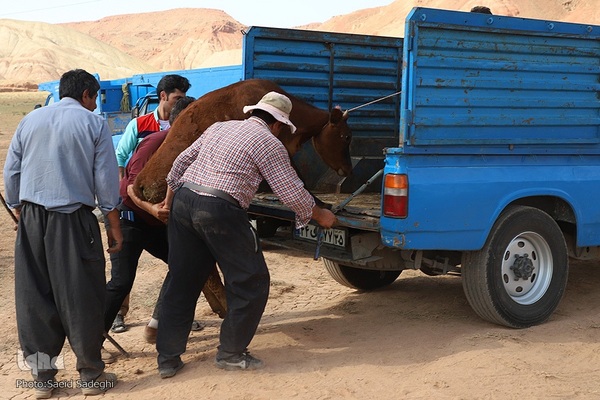 بازار خرید و فروش دام سبک و سنگین تبریز در آستانه عید سعید قربان