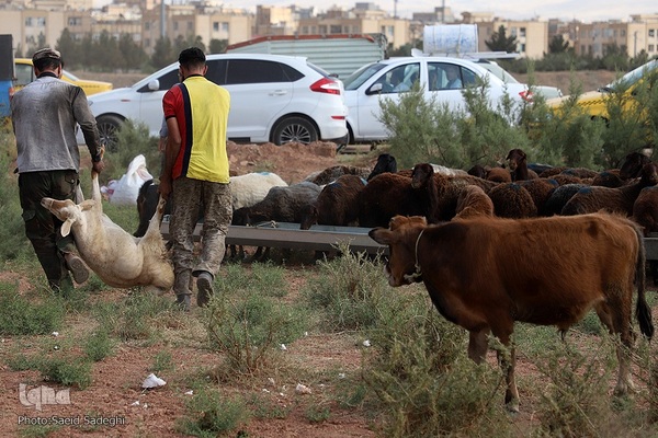 بازار خرید و فروش دام سبک و سنگین تبریز در آستانه عید سعید قربان