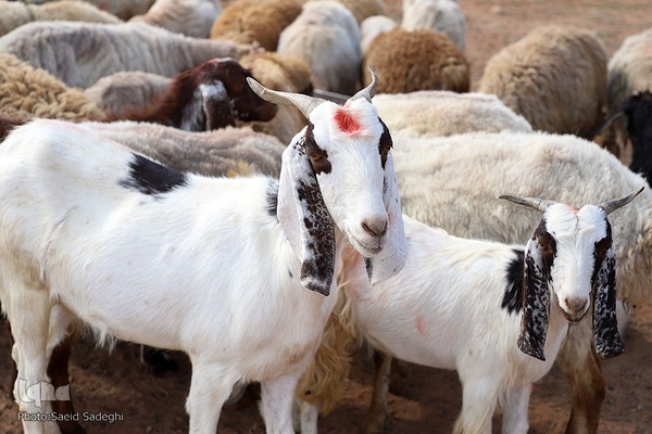 بازار خرید و فروش دام سبک و سنگین تبریز در آستانه عید سعید قربان