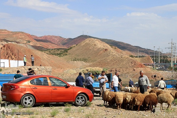 بازار خرید و فروش دام سبک و سنگین تبریز در آستانه عید سعید قربان