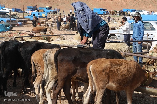 بازار خرید و فروش دام سبک و سنگین تبریز در آستانه عید سعید قربان