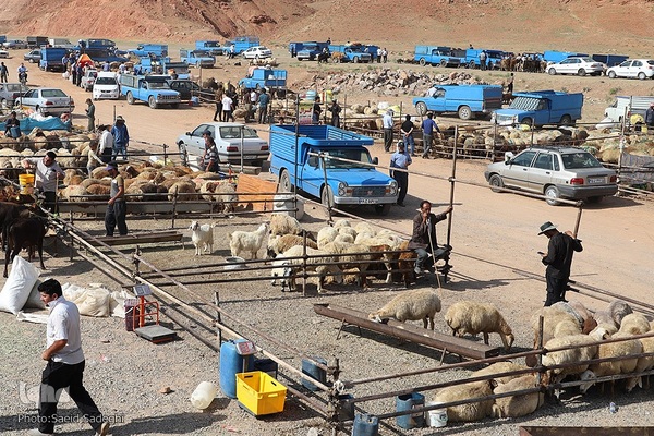 بازار خرید و فروش دام سبک و سنگین تبریز در آستانه عید سعید قربان