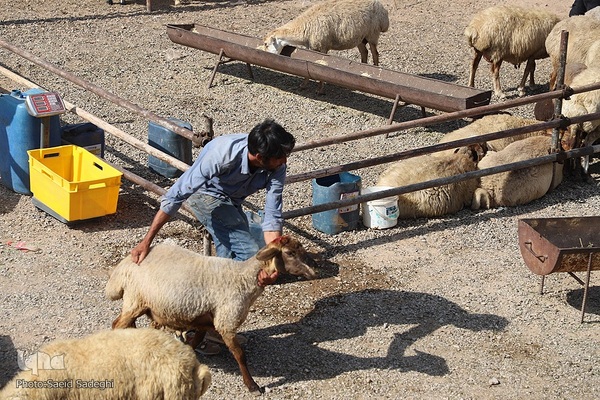 بازار خرید و فروش دام سبک و سنگین تبریز در آستانه عید سعید قربان