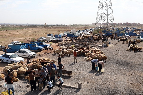 بازار خرید و فروش دام سبک و سنگین تبریز در آستانه عید سعید قربان